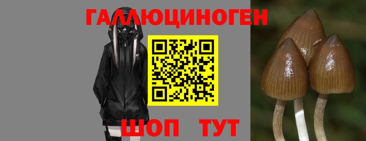 Псилоцибиновые грибы Psilocybe Кудрово